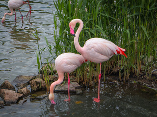 flamingo in the water