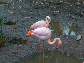 Two greater flamingos standing in muddy wetland, elegant pink wading birds with long legs and...