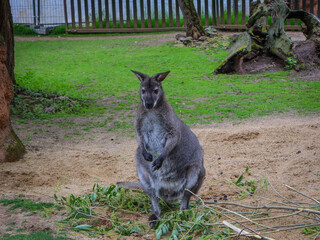 Wallaby standing on ground with green grass and branches, Australian marsupial animal in natural...