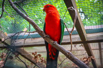 King parrot perched on branch, vibrant red and green Australian parrot with striking plumage,...