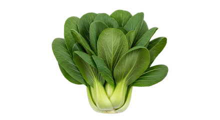 Obraz premium Isolated Bok Choy