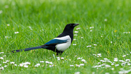 Beautiful Magpie on a green Field in Spring. High quality photo