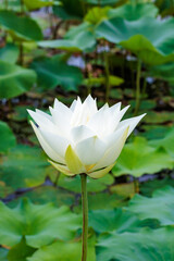 Beautiful white lotus flowers blooming in a pond early in the morning.