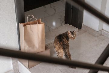Contactless home delivery at the doorstep. A woman receives eco-packaged goods while her cat...