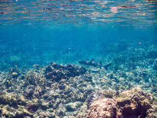 ネムリブカ,
ロウニンアジ,
英名学名科目：Whitetip reef shark, Triaenodon obesus, メジロザメ科,
Giant trevally, GT, Caranx ignobilis, アジ科,
美しいサンゴ礁と熱帯魚の群れ。
沖縄県島尻郡慶良間諸島座間味島嘉比島-2025/6/27
