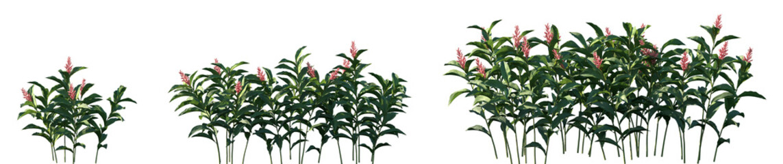 Set of Alpinia purpurata (commonly referred to as red ginger, ostrich plume and pink cone ginger) flowering frontal isolated png on a transparent background perfectly cutout