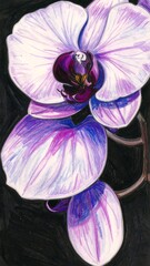 Detailed drawing of a purple-white orchid