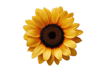 Fototapeta premium Close-up of a vibrant sunflower, rich yellow petals, dark center