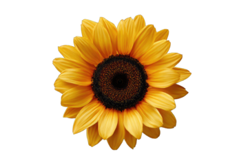 Close-up of a vibrant sunflower, rich yellow petals, dark center