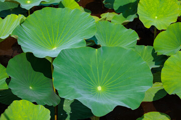 Beautiful lotus leaves in the pond early in the morning.