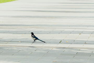 Magpie Walking on a Pavement on a Sunny Day