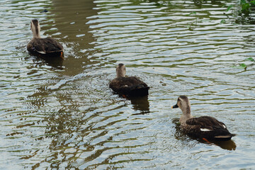 Group of Ducks Swimming in a Line on a Pond