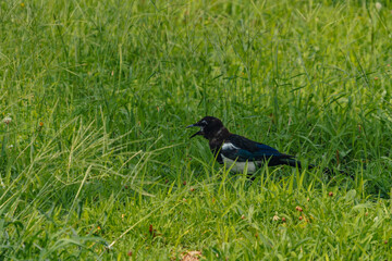 Magpie with Open Beak in a Field of Green Grass