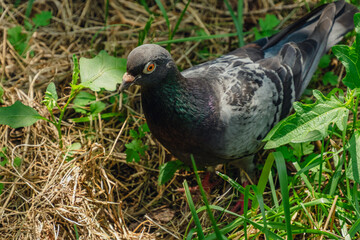 Pigeon Foraging in Dry Grass and Green Leaves
