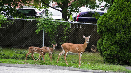 Family of deer exploring a suburban neighborhood in the late afternoon