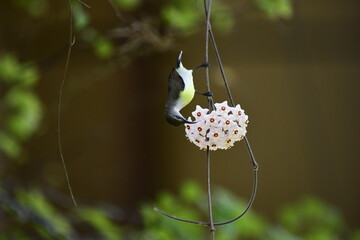 This photograph captures a White-bellied Sunbird in a remarkable moment, hanging upside down to...