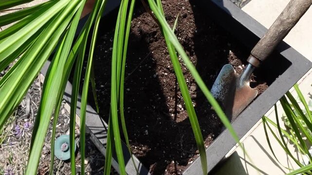 A gloved hand holds a small shovel, preparing a terracotta pot for planting a phormium tenax on a sunny day.