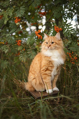 A photo of a red fluffy cat near a rowan tree.