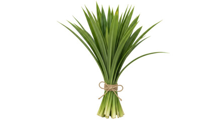 Isolated Pandan Leaves Bouquet