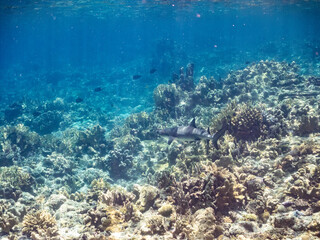 ネムリブカ,
ロウニンアジ,
英名学名科目：Whitetip reef shark, Triaenodon obesus, メジロザメ科,
Giant trevally, GT, Caranx ignobilis, アジ科,
美しいサンゴ礁と熱帯魚の群れ。
沖縄県島尻郡慶良間諸島座間味島嘉比島-2025/6/27
