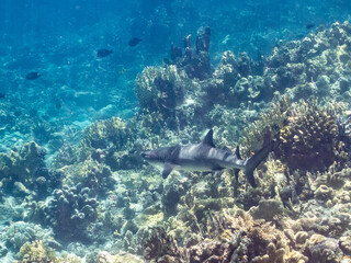 ネムリブカ,
ロウニンアジ,
英名学名科目：Whitetip reef shark, Triaenodon obesus, メジロザメ科,
Giant trevally, GT, Caranx ignobilis, アジ科,
美しいサンゴ礁と熱帯魚の群れ。
沖縄県島尻郡慶良間諸島座間味島嘉比島-2025/6/27
