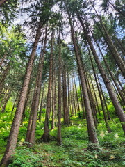 Tall Pine Forest from Below