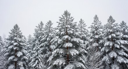 Snow-laden Pine Forest: Serene Winter Landscape, Minimalist Composition