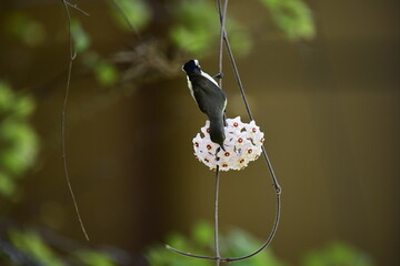 This photograph captures a White-bellied Sunbird in a remarkable moment, hanging upside down to...