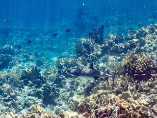 ネムリブカ,
ロウニンアジ,
英名学名科目：Whitetip reef shark, Triaenodon obesus, メジロザメ科,
Giant trevally, GT, Caranx ignobilis, アジ科,
美しいサンゴ礁と熱帯魚の群れ。
沖縄県島尻郡慶良間諸島座間味島嘉比島-2025/6/27
