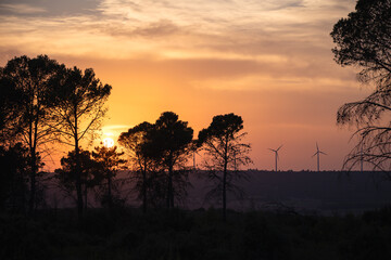 Golden sunset through tall pine trees near Campillo de Altobuey, Spain, with wind turbines visible on the horizon, blending natural forest beauty and renewable energy in a peaceful evening atmosphere