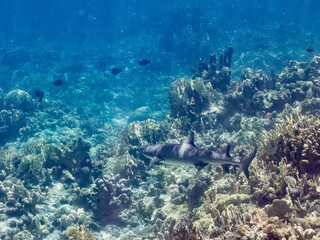 ネムリブカ,
ロウニンアジ,
英名学名科目：Whitetip reef shark, Triaenodon obesus, メジロザメ科,
Giant trevally, GT, Caranx ignobilis, アジ科,
美しいサンゴ礁と熱帯魚の群れ。
沖縄県島尻郡慶良間諸島座間味島嘉比島-2025/6/27

