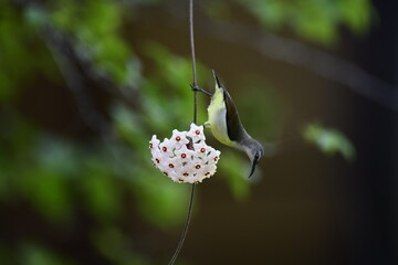 This photograph captures a White-bellied Sunbird in a remarkable moment, hanging upside down to...