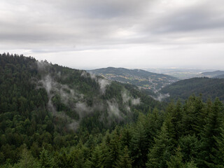 Fototapeta premium Low clouds and fog are rising through pine trees covering the hills of the black forest near Buhl, Germany