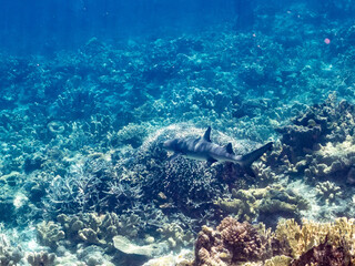 ネムリブカ,
ロウニンアジ,
英名学名科目：Whitetip reef shark, Triaenodon obesus, メジロザメ科,
Giant trevally, GT, Caranx ignobilis, アジ科,
美しいサンゴ礁と熱帯魚の群れ。
沖縄県島尻郡慶良間諸島座間味島嘉比島-2025/6/27
