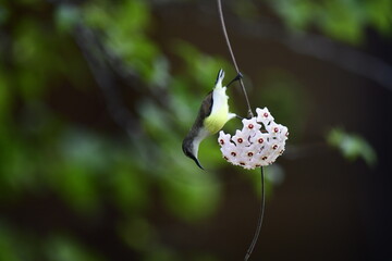 This photograph captures a White-bellied Sunbird in a remarkable moment, hanging upside down to...
