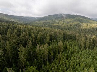 Aerial view of a dense evergreen forest covering the rolling hills of the Black forest region in...