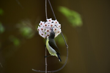 This photograph captures a White-bellied Sunbird in a remarkable moment, hanging upside down to...