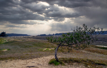 Tree is standing in a field with a cloudy sky above