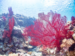 嘉比島の素晴らしいサンゴ礁の豪華な赤いイソバナ（イソバナ科：ソフトコーラル）の群生他
英名学名：Gorgonian Fields, Melithaea Flabellifera
美しいサンゴ礁と熱帯魚の群れ。
沖縄県島尻郡慶良間諸島座間味島嘉比島-2025/6/27
