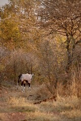 Kudu in Mokolodi Game Reserve, Botswana