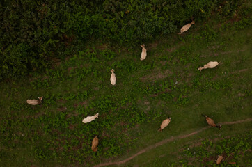 Aerial view captures goats grazing peacefully in a lush green pasture in Llanes, Spain, creating a...