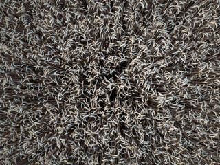 Aerial view of a wheat field forming concentric circles, showcasing agricultural patterns in the...