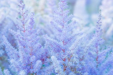 astilbe blooming in the garden. banner with copy space.