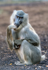 Drill monkey sitting on the ground, enjoying fruit in a zoo, showcasing its curious nature and...