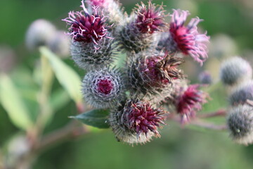 Great Burdock in the Field Among Grass