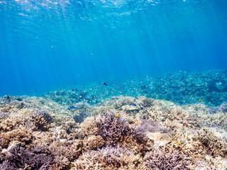 ナンヨウハギ
Palette surgeonfish, Fragtail surgeonfish, Paracanthurus hepatus, ニザダイ科,
デバスズメダイ, Blue green damselfish, Chromis viridis, Blue green chromis, スズメダイ科,
美しいサンゴ礁と熱帯魚の群れ。
沖縄県島尻郡慶良間諸島座間味島安室島-2025/6/