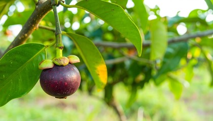 Mangosteen fruit hanging from a tree with bright green leaves. Suitable for food and healthrelated designs.