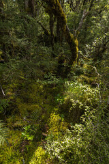 ニュージーランド　アーサーズ・パス国立公園のドブソン・ネイチャー・ウォークの森の中の風景