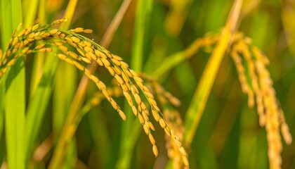 Golden rice grains on stem in field. Ideal for agriculture, organic food, farming, nature, harvest, sustainability, growth, crops, and nutrition concepts.