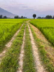 Rural Dirt Path Through Lush Green Rice Field with Mountain Background in Pakistan.